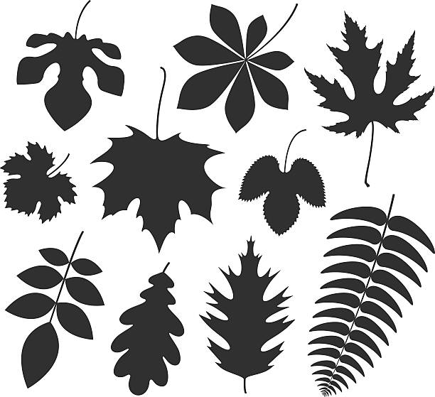 ilustrações, clipart, desenhos animados e ícones de folha. silhueta - autumn silhouette tree leaf