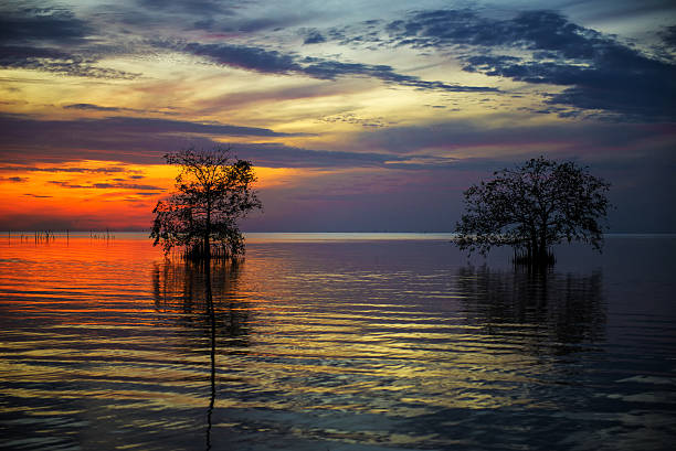 mort, l'arbre au bord de la mer avec le magnifique soleil du matin. - driftwood wood water sunrise photos et images de collection