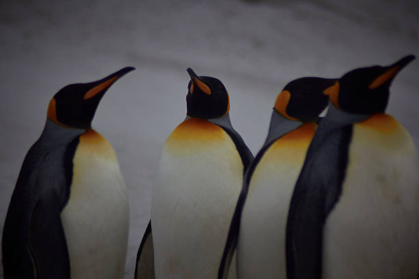 istock King Penguins at volunteer point 616093476