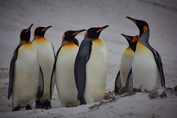 istock King Penguins at volunteer point 616093928