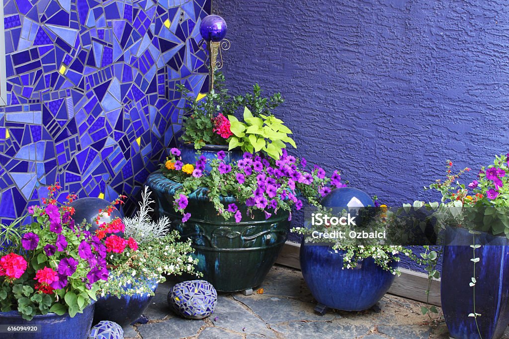 Purple corner with flowers. Purple wall and flower pots. Container Stock Photo