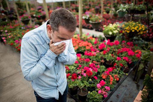 Man suffering from allergies and sneezing at a greenhouse