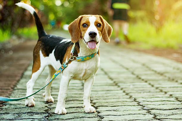 istock beagle puppy standing on the walkway in public park 616095944