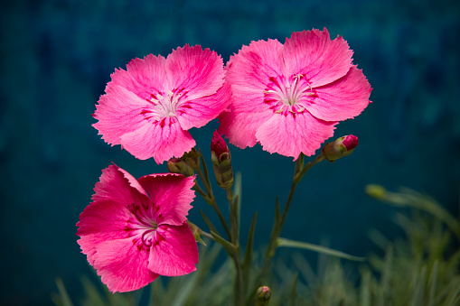 Three Cheddar Pink blooms, buds and foliage photographed in natural light against a mottled blue background.