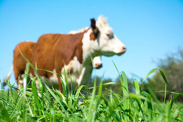 Hereford cattle grazing in the background.