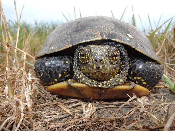 istock European pond turtle, Emys orbicularis 616098642