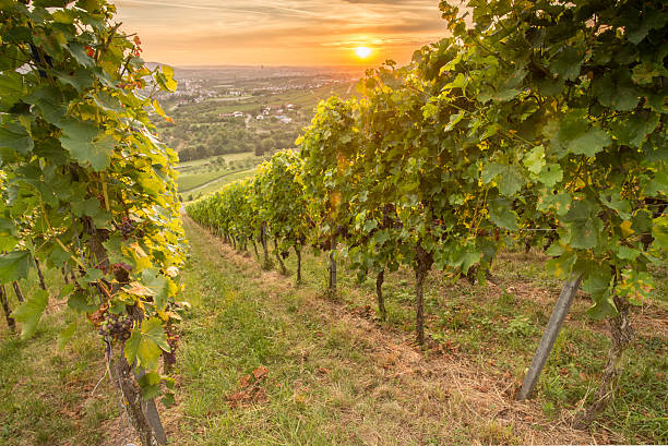 istock Luminous sunset in a German vineyard 616099004