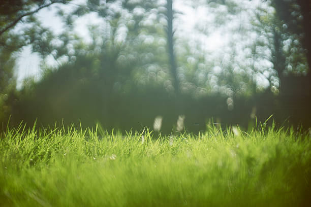 istock close up green grass Beautiful nature background 616099010