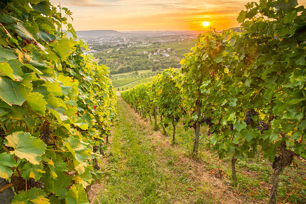 istock Sunset in a rural German vineyard with gape vines 616099268
