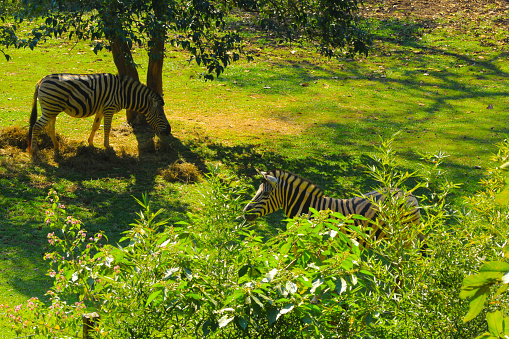 zebras wild animals