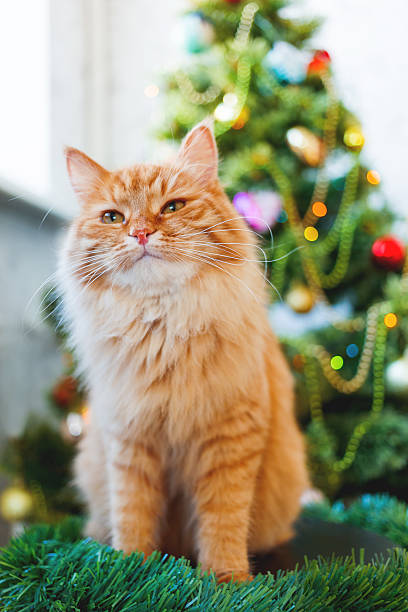 istock Cute ginger cat and Christmas tree. Fluffy funny pet. 616100498