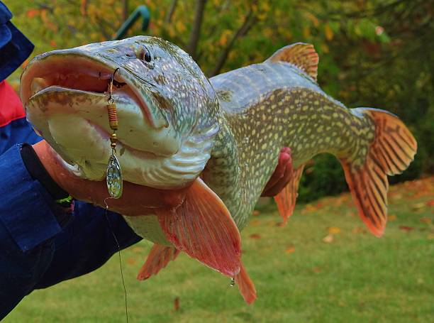 istock Pike fishing 616100786