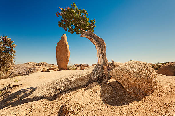 Juniper and Monolith in Joshua Tree National Park, California, USA.
