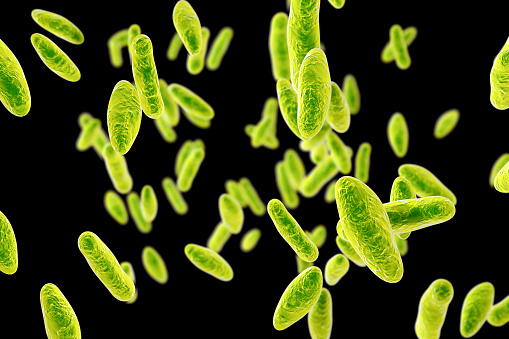 Bacterias de Brucella, ilustración photo