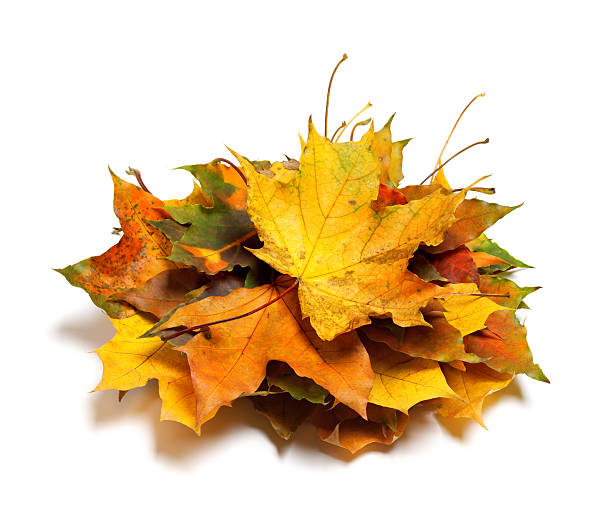 istock Pile of dry autumn maple leaves 616101136
