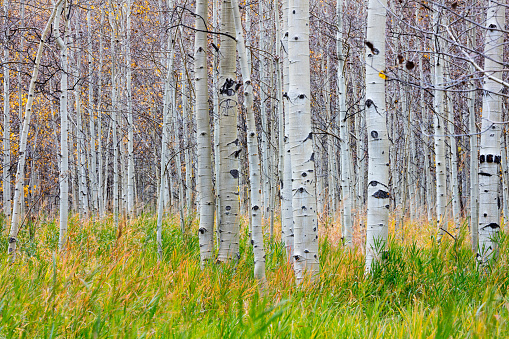 A grove of aspen trees near Aspen, Colorado.