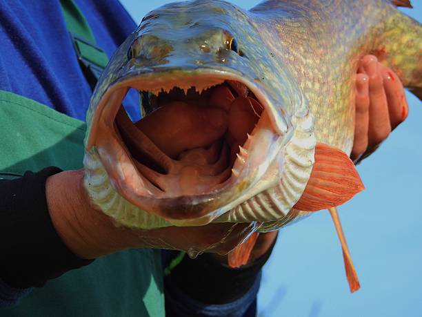 istock Man holding a pike with a wide open mouth 616101174