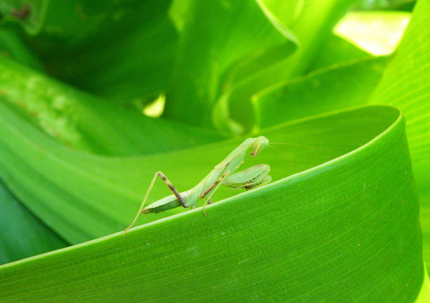 istock Bright Green Grasshopper on the Bright Green Leaf 616102830
