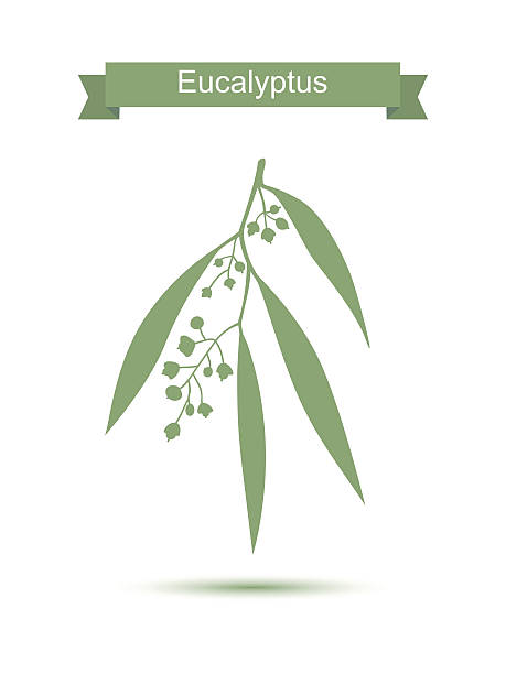 Eucalyptus. Isolated on white background Eucalyptus. Vector illustration isolated on white background. Medicinal plant. Healthy lifestyle eucalyptus tree silhouette stock illustrations