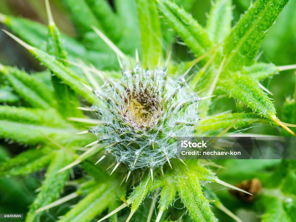 Burdock Burr Close Up Close-Up Photo of Burdock Burr Beauty Stock Photo