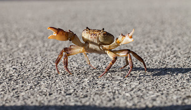 istock Crab on the street 616104074