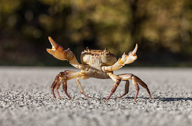 istock Crab on the street 616104130