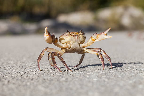 istock Crab on the street 616104188