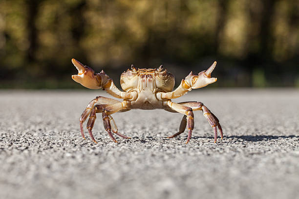 istock Crab on the street 616104256