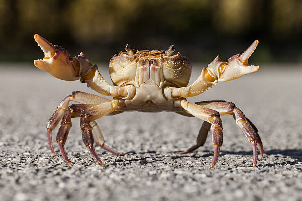 istock Crab on the street 616104314