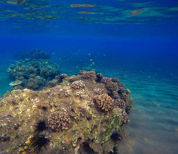 istock Deep sea and coral reef 616105784