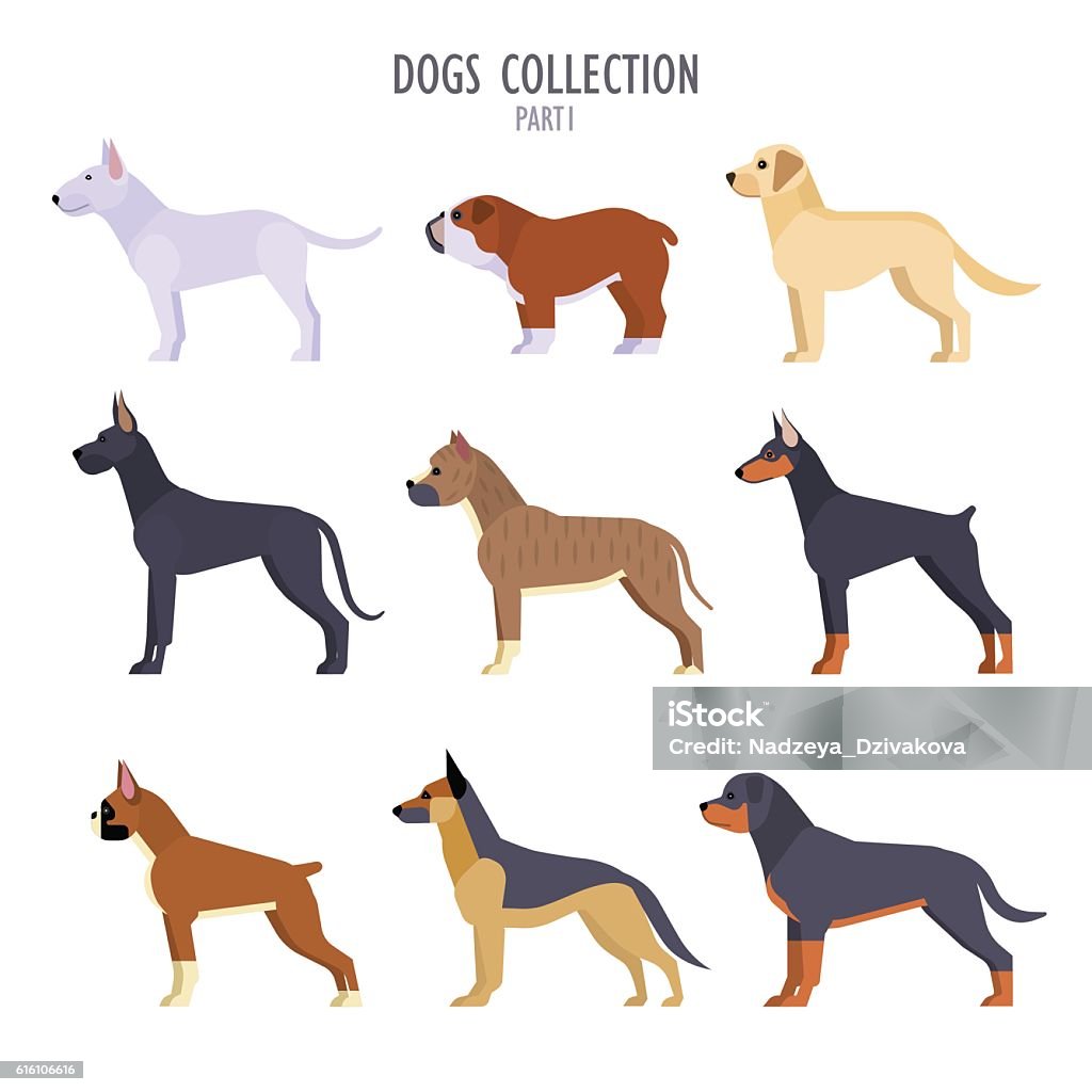 Dogs collection Vector collection of  different dogs breeds - bull terrier, English bulldog, Labrador, Boxer, German Shepherd Dog, Staffordshire Terrier, Great Dane, Rottweiler, Doberman Pinscher, isolated on white. Labrador Retriever stock vector