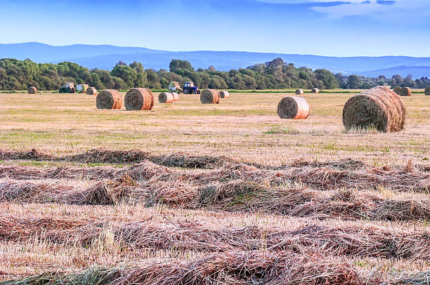 istock harvesting hay in the field 616106932