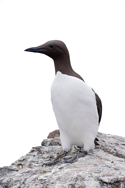Guillemot, Uria aalge, single bird on rock, Northumberland, May 2014