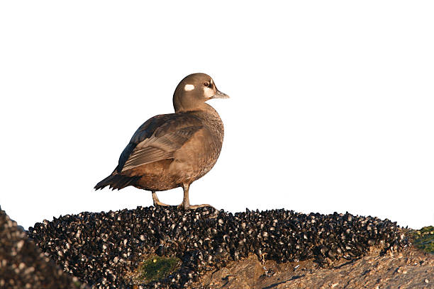 anatra arlecchino, istrionico istrionico, - harlequin duck duck harlequin water bird foto e immagini stock