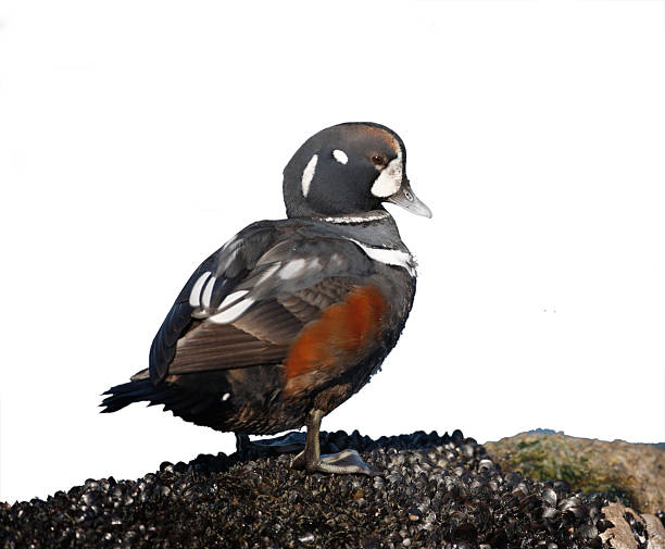 anatra arlecchino, istrionico istrionico, - harlequin duck duck harlequin water bird foto e immagini stock