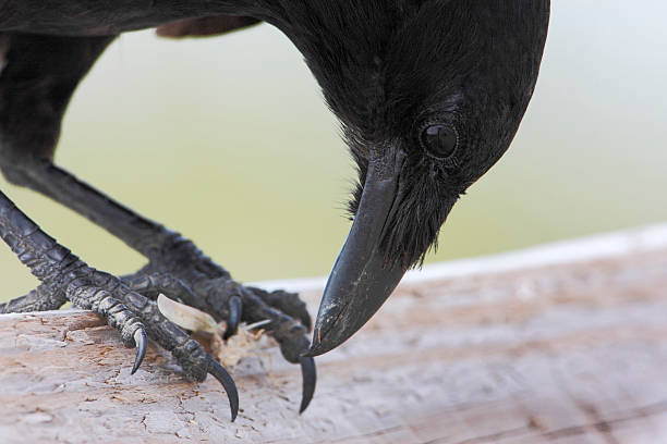 Fish Crow (Corvus ossifragus), Cape May Park, New Jersey, USA Fish Crow (Corvus ossifragus) with small prey, close up, Cape May State Park, New Jersey, USA fish crow stock pictures, royalty-free photos & images