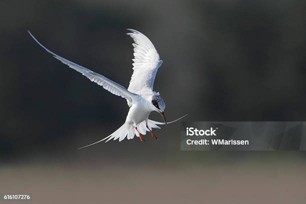 Forsters Tern Cape May New Jersey Usa Stock Photo - Download Image Now
