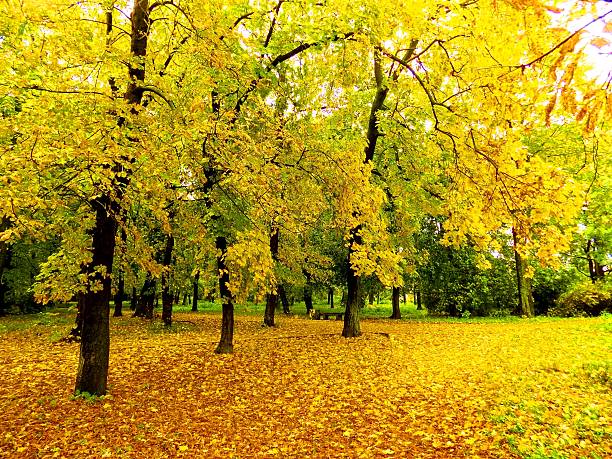 istock Colorful leaves on deciduous trees in park during autumn 616107644
