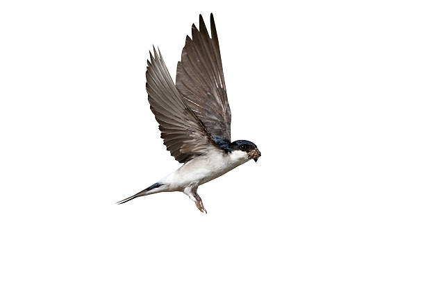 istock House martin, Delichon urbica, 616108792