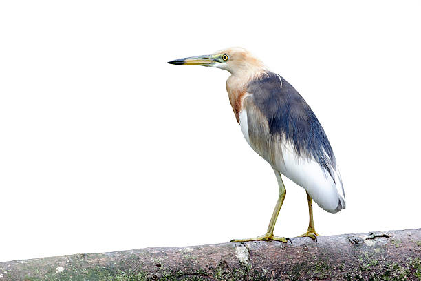 istock Javan pond-heron, Ardeola speciosa 616108944