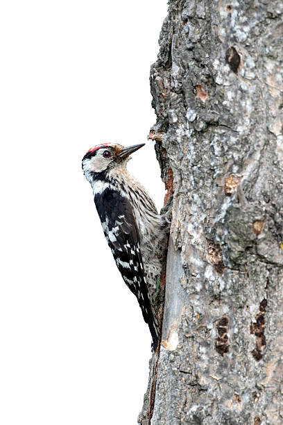 istock Lesser-spotted woodpecker, Dendrocopos minor 616109380