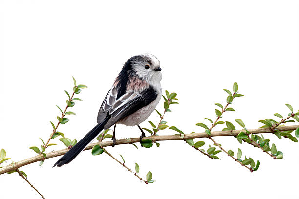 Long-tailed tit, Aegithalos caudatus