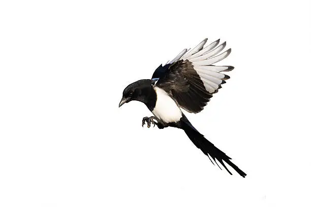 Magpie, Pica pica, single bird in flight, Warwickshire, January 2012