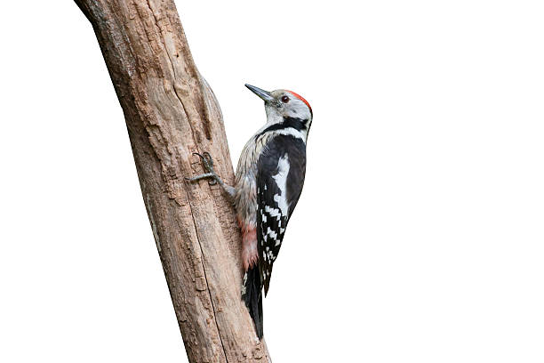 istock Middle-spotted woodpecker, Dendrocopos medius 616109782