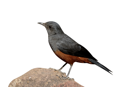 Mocking cliff-chat, Thamnolaea cinnamomeiventris, single bird on branch, South Africa, August 2015