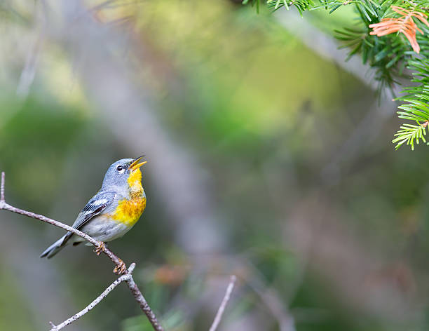 istock Northern Parula Male. 616113118