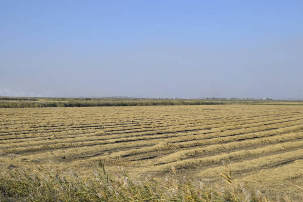 istock Harvesting rice in the fields. Beveled rice in field 616113932