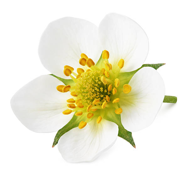 istock Strawberry flower isolated on white 616113968