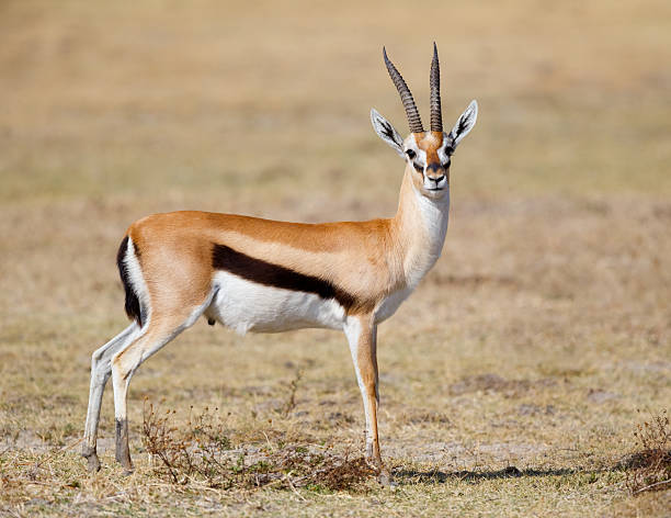 Thomson's Gazelle, Ngorongoro, Tanzania, Africa stock photo