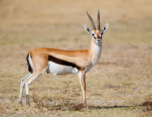 thomson's gazelle, ngorongoro, tanzania, africa - gazelle imagens e fotografias de stock